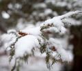 IMG_7608 snow covered pine needles